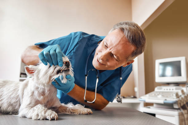 Fast & Reliable Emergency Dental Services in WI